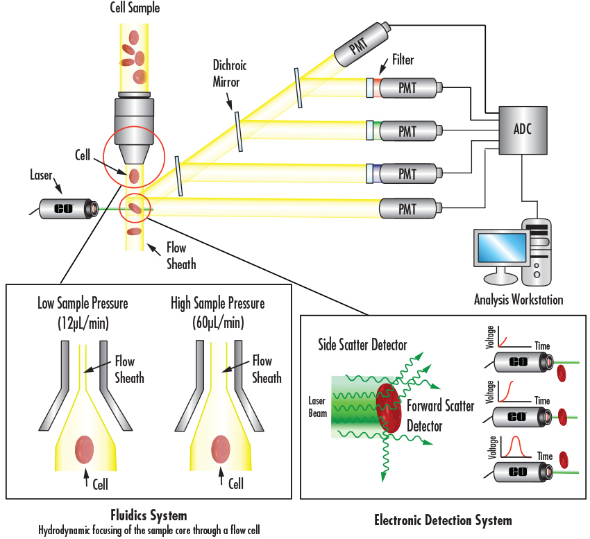 Flow Cytometry