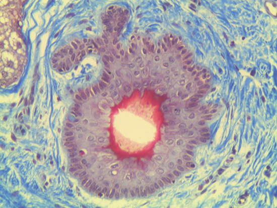 Trichrome Stain of Dermal Tissue Samples at 20X Magnification